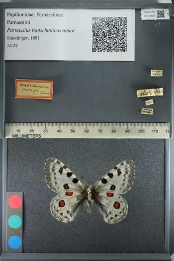Media type: image;   Entomology 174861